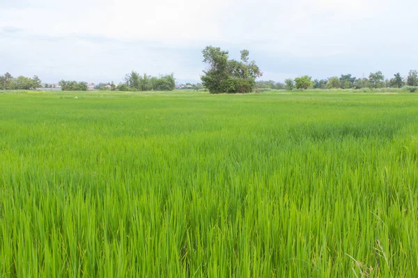 Green Rice Field Thailand — Stock Photo, Image