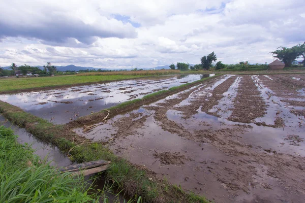 Campos Arroz Ásia — Fotografia de Stock