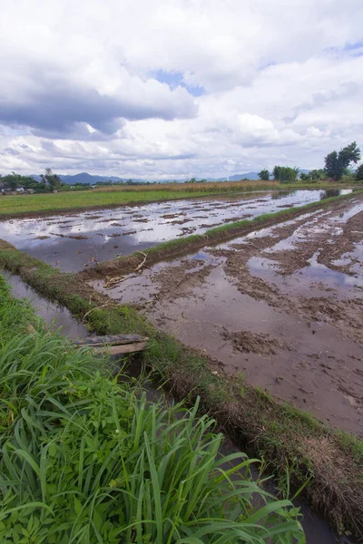 Campos Arroz Ásia — Fotografia de Stock