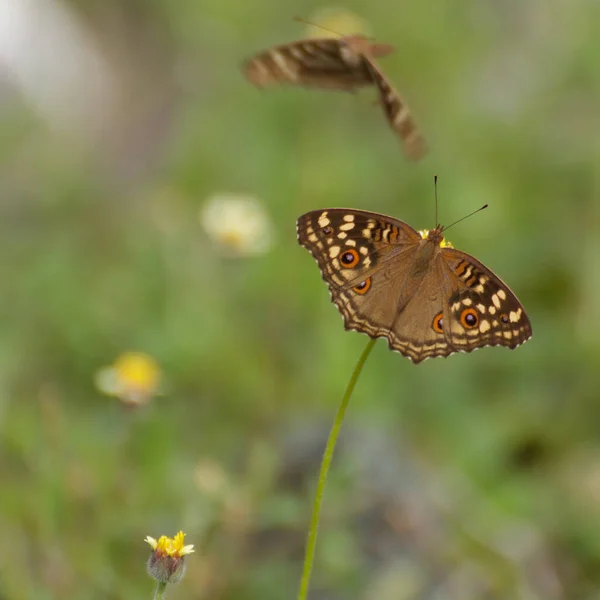 花虫の蝶 — ストック写真