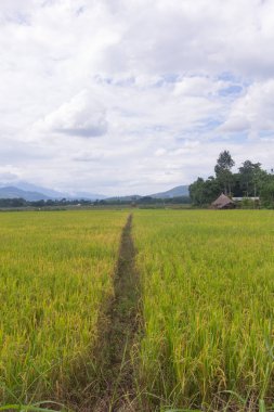 Altın pirinç tarlası manzarası