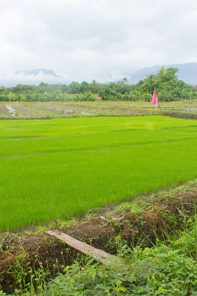 Green Rice Seedlings Rice Field Lanscape — стоковое фото