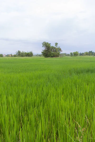 Gröna Risfält Thailändska — Stockfoto