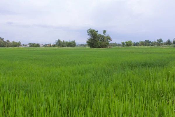 Rizière Verte Thaïlande — Photo