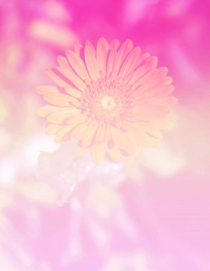 Bahar çiçekleri güzellik doğa