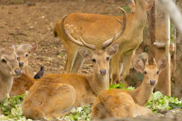 Deer Animal Mammal Zoo — Stock Photo, Image