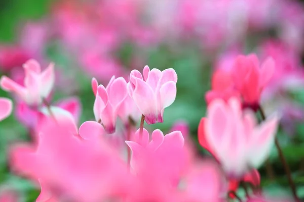 Las brillantes flores varicolores del ciclamen siempre la gente — Foto de Stock