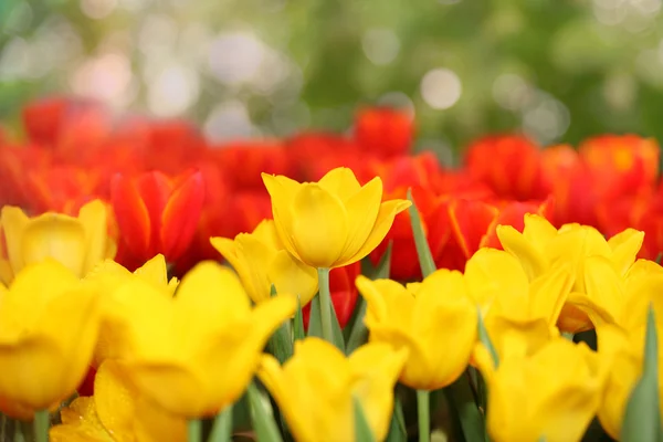 Colorful spring flowers tulips — Stock Photo, Image