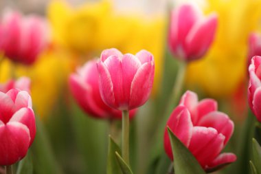 renkli bahar çiçekler