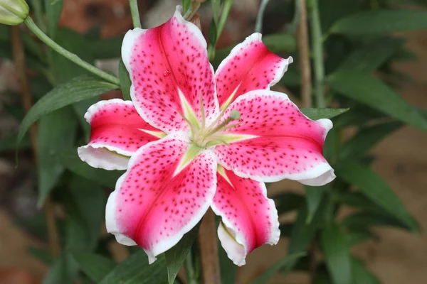 Rosa stargazer liljor blommor — Stockfoto