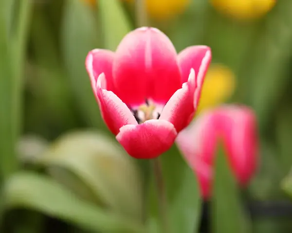 Pink tulip — Stock Photo, Image