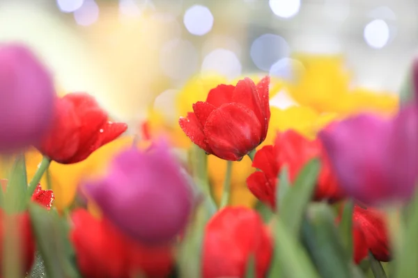 Colorful tulips — Stock Photo, Image