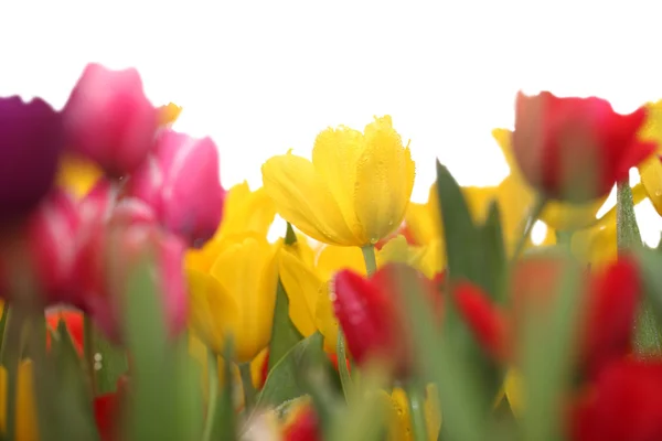 Colorful spring flowers tulips — Stock Photo, Image