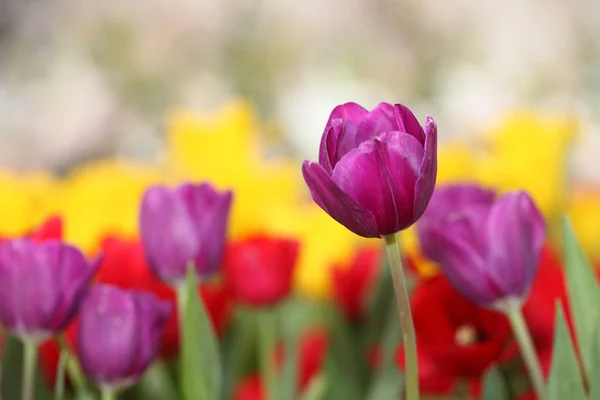 Colorful spring flowers tulips — Stock Photo, Image