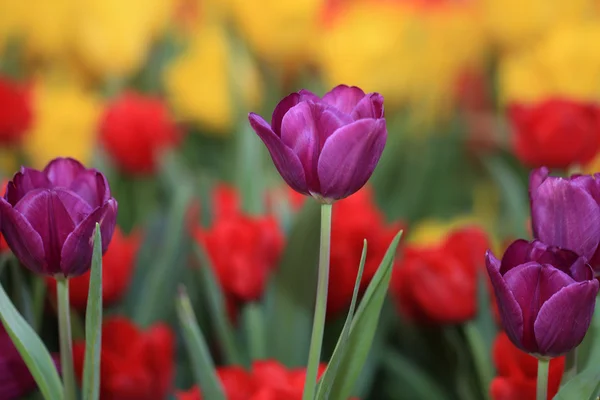 Colorful spring flowers tulips — Stock Photo, Image