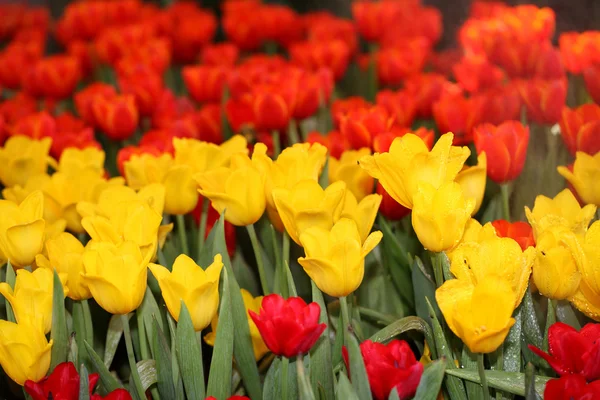 Flores coloridas da primavera tulipas Imagem De Stock