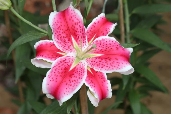 Rosa Stargazer Lírios flores Imagens Royalty-Free