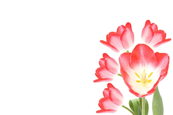 Fem vakre rosa tulipaner. – stockfoto