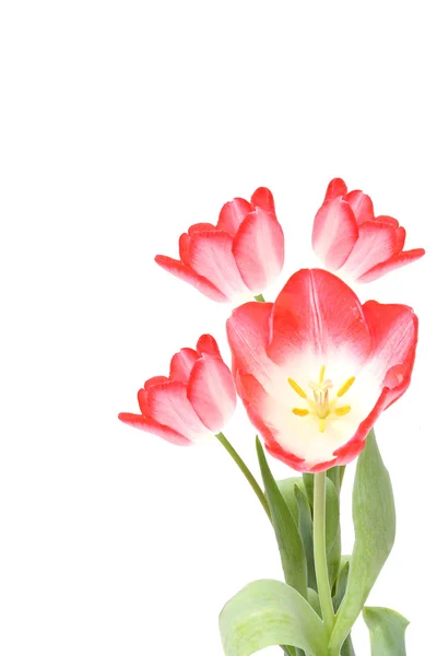 Vier Tulpen auf weißem Hintergrund. — Stockfoto