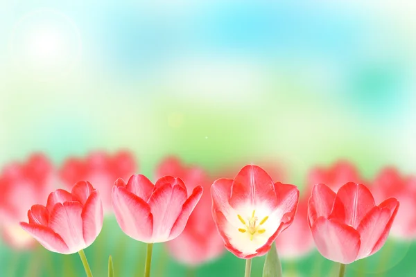 Verse roze tulpen — Stockfoto