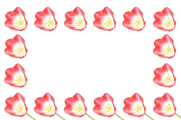 Pink tulips flowers forming an abstract border — Stock Photo, Image