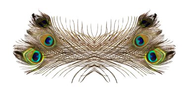 Tavus kuşu tüyü beyaz zemin üzerine 