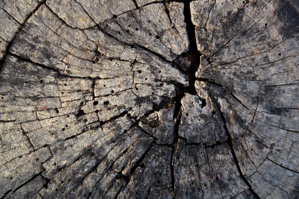 Tree stump texture background — Stock Photo, Image