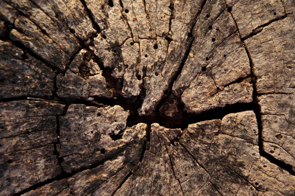 Tree stump texture background — Stock Photo, Image