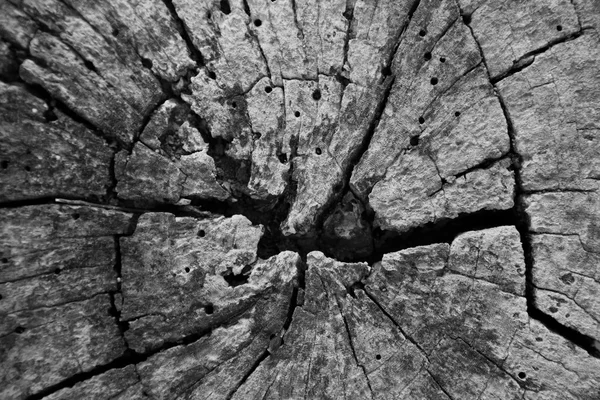 Tronco de árvore textura fundo, preto & branco — Fotografia de Stock
