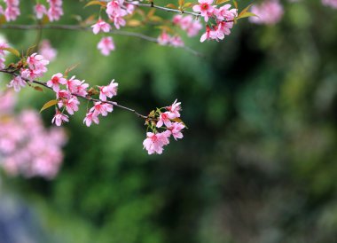 Lao sakura kış sezonu