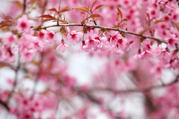 Lao sakura in winter season — Stock Photo, Image