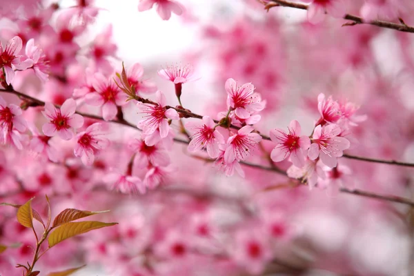 Lao sakura in winter season — Stock Photo, Image