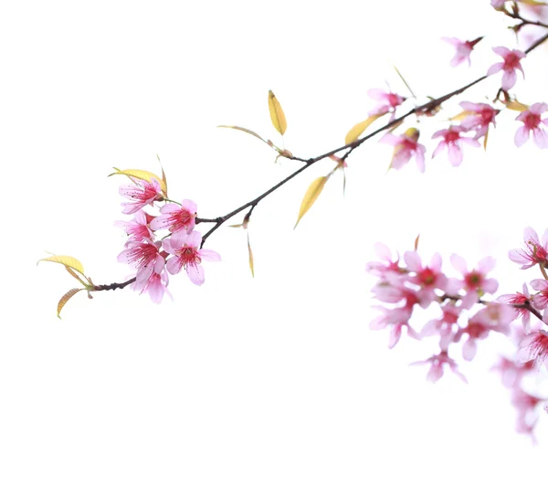 Sakura on white background — Stock Photo, Image