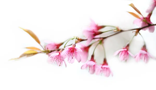 Sakura flowers blooming blossom — Stock Photo, Image