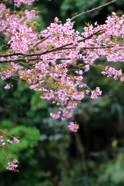 Sakura flowers blooming blossom — Stok fotoğraf