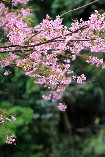 Sakura flowers blooming blossom — Stock Photo, Image