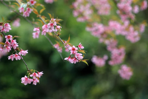 Lao sakura en temporada de invierno — Foto de Stock