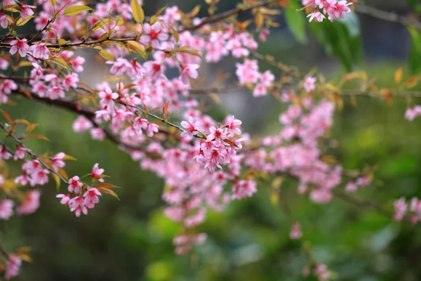 Lao sakura in winter season — Stock Photo, Image