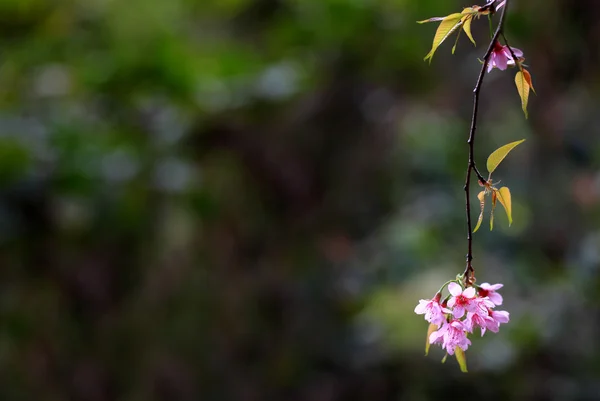 Kışın Lao sakura — Stok fotoğraf