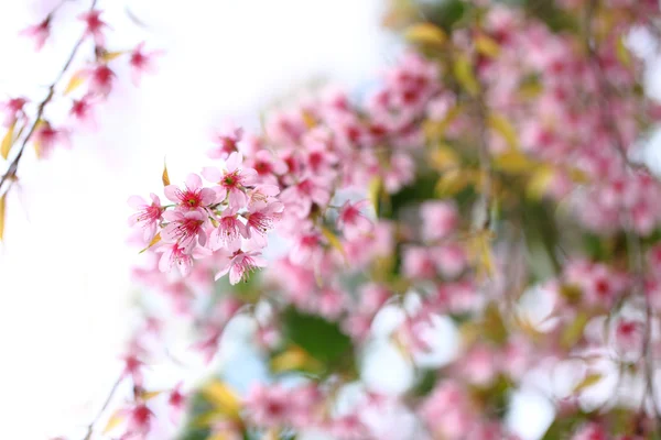 Lao sakura in winter season — Stock Photo, Image