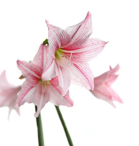 Kvete růžovými květy na bílém pozadí (Star Lily - Hippeastr — Stock fotografie