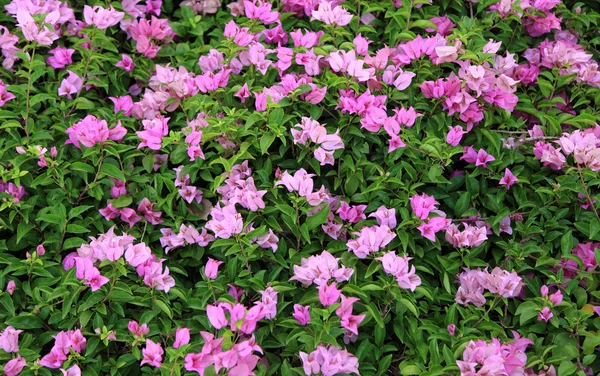 Foglia verde rosa bouganvillea — Foto Stock