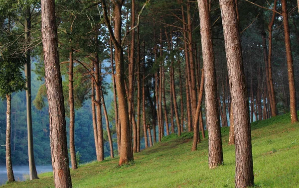 Prachtig bos meer in de morning.pang ung, mae hong son, tha — Stockfoto