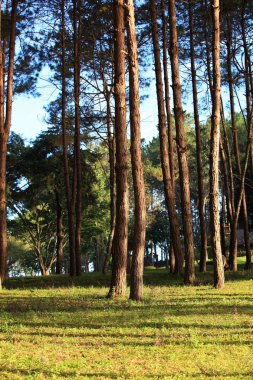 Pang ung Ormancılık tarlaları, maehongson, Kuzey Tayland 