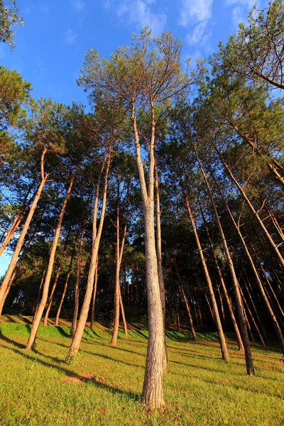 Pang-ung, pine forest park on the sky — Stock Photo, Image