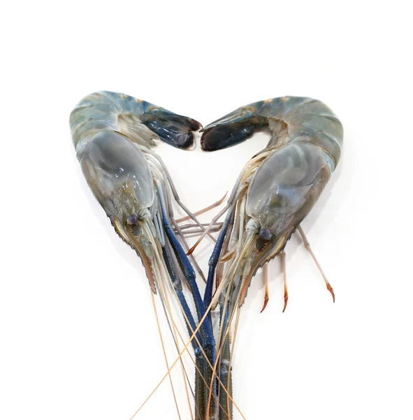 Seafood fresh shrimp isolated on white — Stock Photo, Image