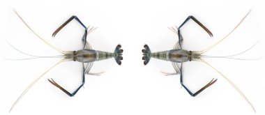 Deniz ürünleri taze karides üzerinde beyaz izole 