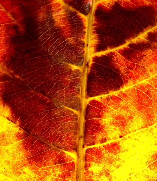 Czerwony liść makro — Zdjęcie stockowe
