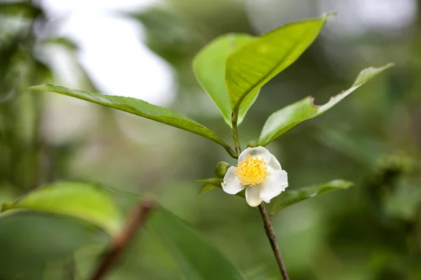 Jasmin is aroma and fresh. Summer. — Stock Photo, Image