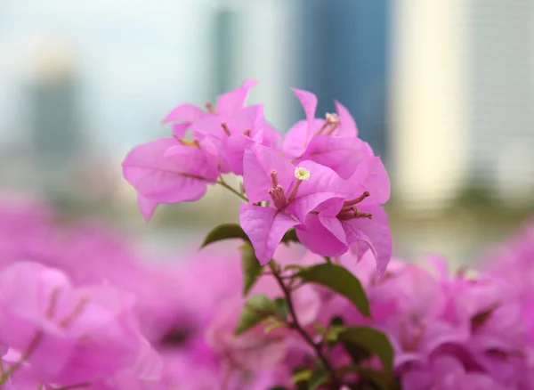 Różowy bougainvillea kwitnie w ogrodzie, miękkie skupienie — Zdjęcie stockowe